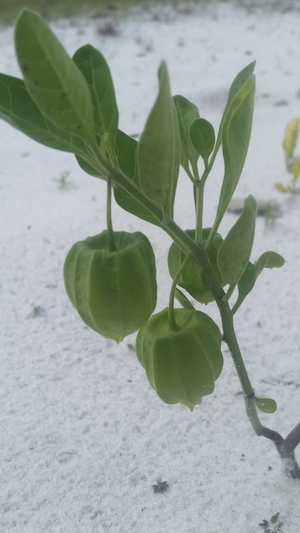 Physalis walteri