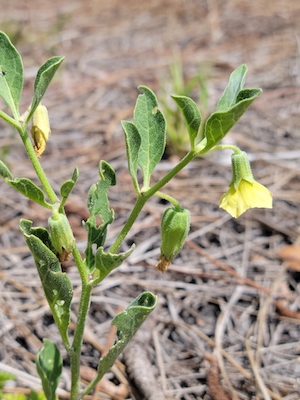 Physalis walteri