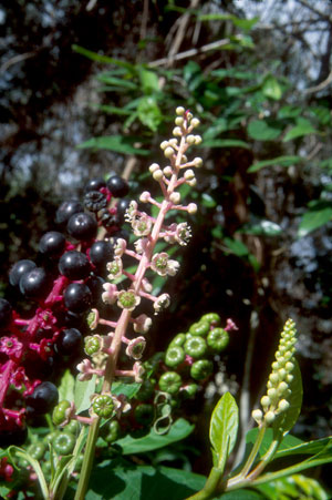 Phytolacca americana