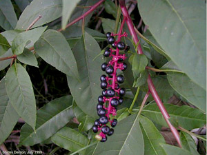 Phytolacca americana