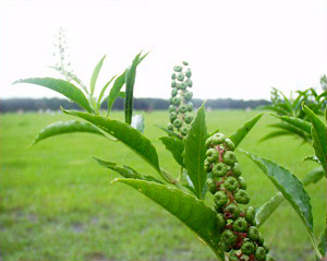 Phytolacca americana