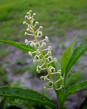 Phytolacca americana