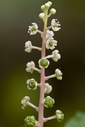 Phytolacca americana