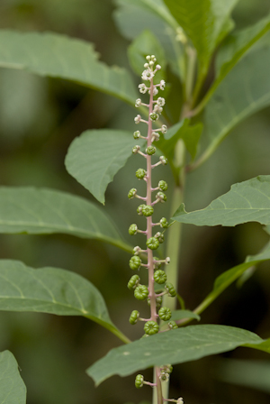 Phytolacca americana