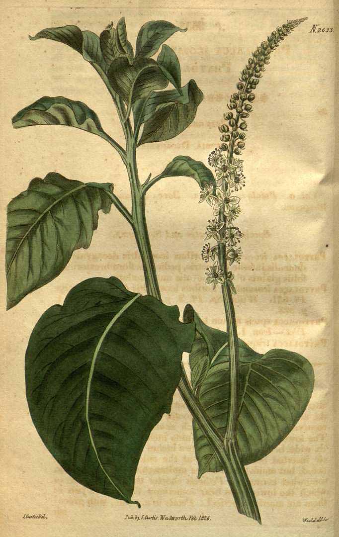 Phytolacca icosandra