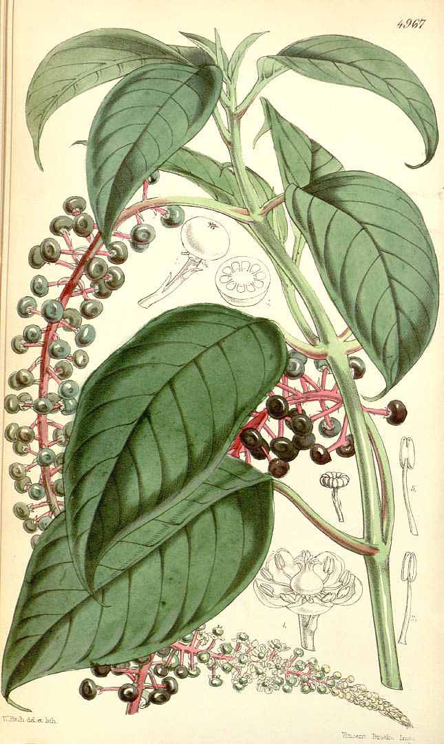 Phytolacca icosandra