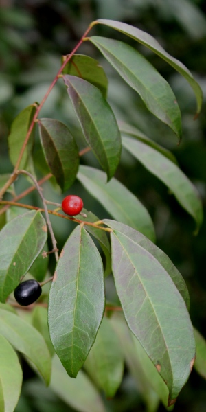 Picramnia pentandra