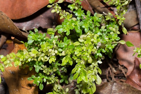 Pilea microphylla