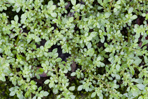 Pilea microphylla