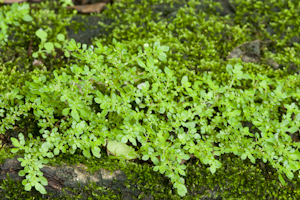 Pilea microphylla