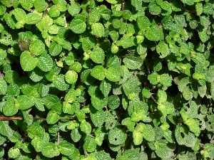 Pilea nummulariifolia