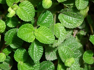 Pilea nummulariifolia