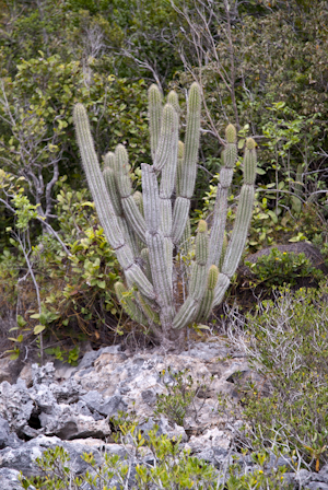 Pilosocereus robinii