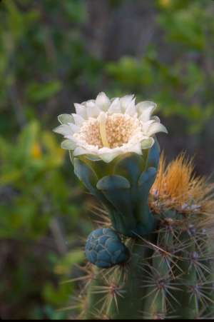 Pilosocereus robinii