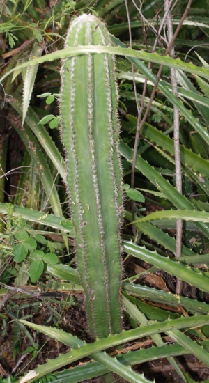 Pilosocereus polygonus