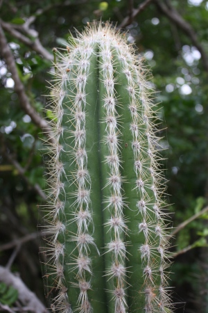 Pilosocereus polygonus