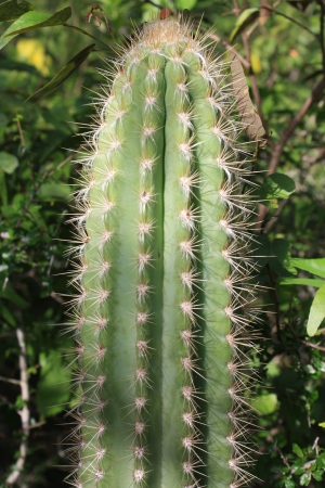 Pilosocereus polygonus