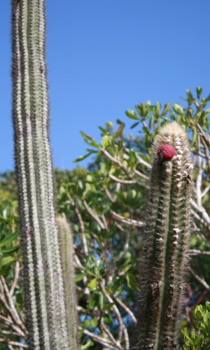 Pilosocereus polygonus