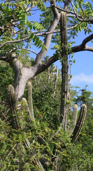 Pilosocereus polygonus