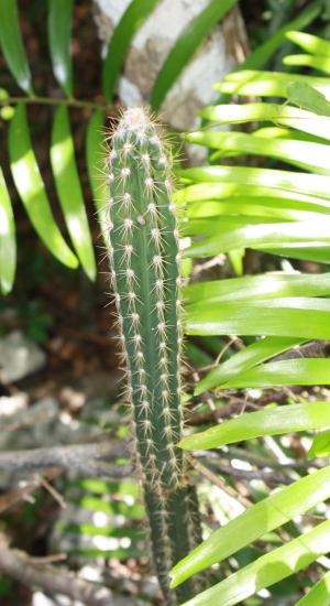 Pilosocereus polygonus