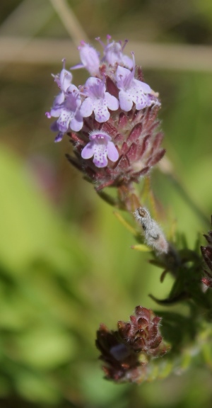 Piloblephis rigida