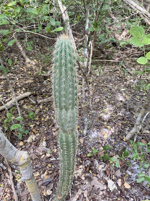 Pilosocereus robinii