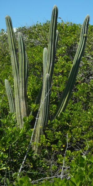 Pilosocereus royenii