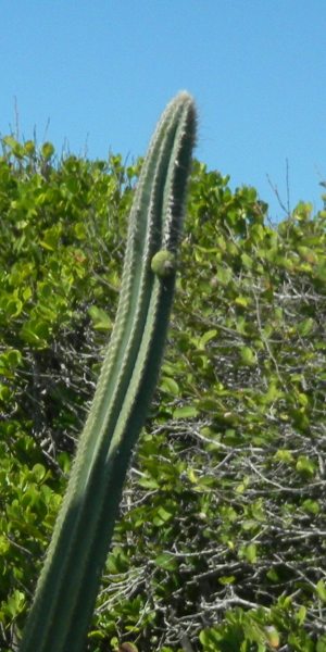 Pilosocereus royenii