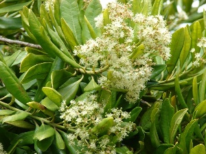 Pimenta dioica