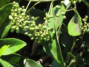 Pimenta dioica