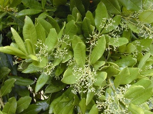 Pimenta dioica