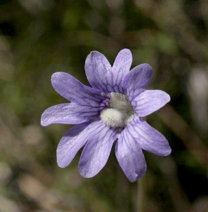 Pinguicula caerulea