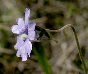 Pinguicula caerulea