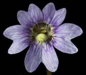 Pinguicula caerulea