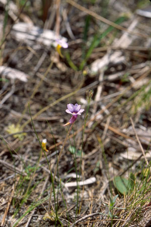 Pinguicula pumila