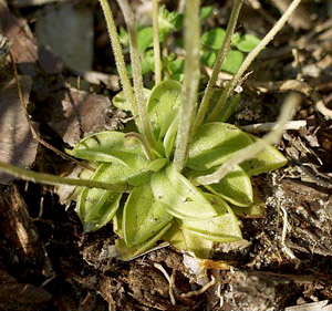 Pinguicula pumila