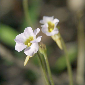 Pinguicula pumila