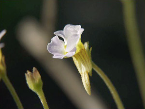 Pinguicula pumila