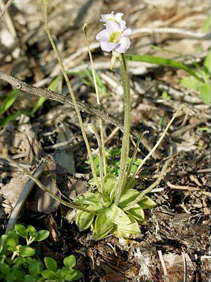 Pinguicula pumila