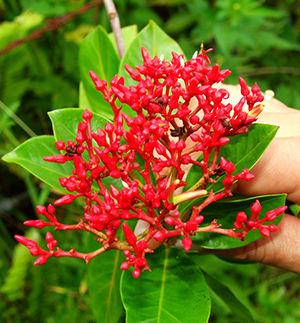 Pinochia corymbosa