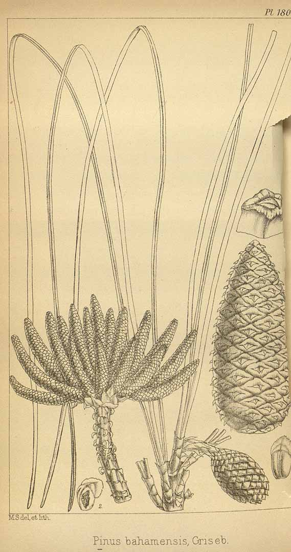 Pinus caribaea