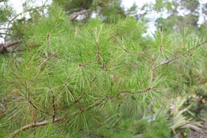 Pinus clausa