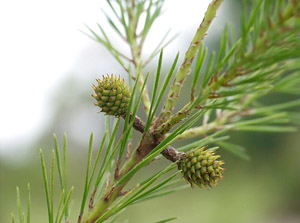 Pinus clausa