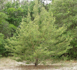 Pinus clausa