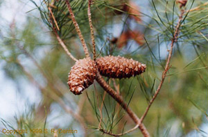 Pinus clausa