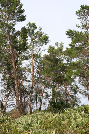 Pinus clausa