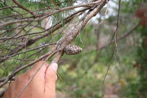 Pinus clausa