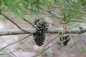 Pinus clausa