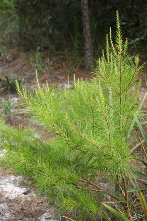 Pinus clausa