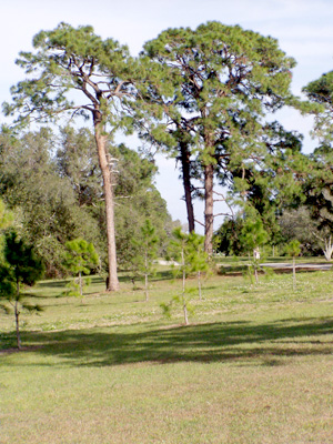 Pinus elliottii